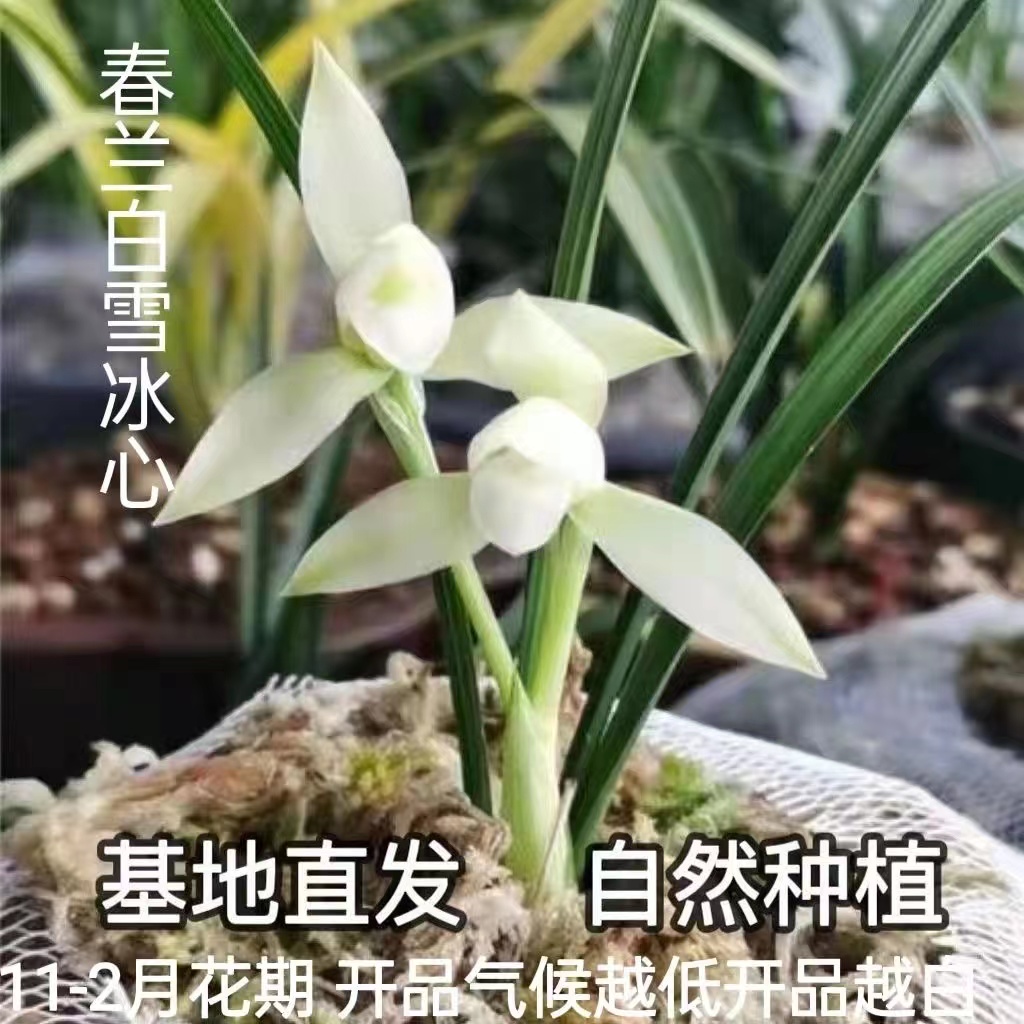 绿植花卉客厅清雅兰苑