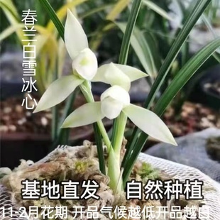 清雅兰花苗春兰带花苞白雪冰心浓香型客厅书桌绿植盆栽花卉清雅