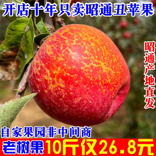 这是一家卖了10年昭通丑苹果的店