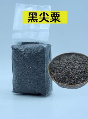 尼日尔草籽黑尖粟玉鸟繁殖粮