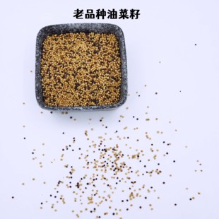 金丝雀鸟粮黄雀黄油菜籽金翅雀玉鸟食黄菜籽老品种油菜籽本土菜籽