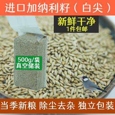 进口新加纳利子金丝雀虉草籽白尖鹦鹉鸟粮金丝雀草籽加纳利籽鸟食