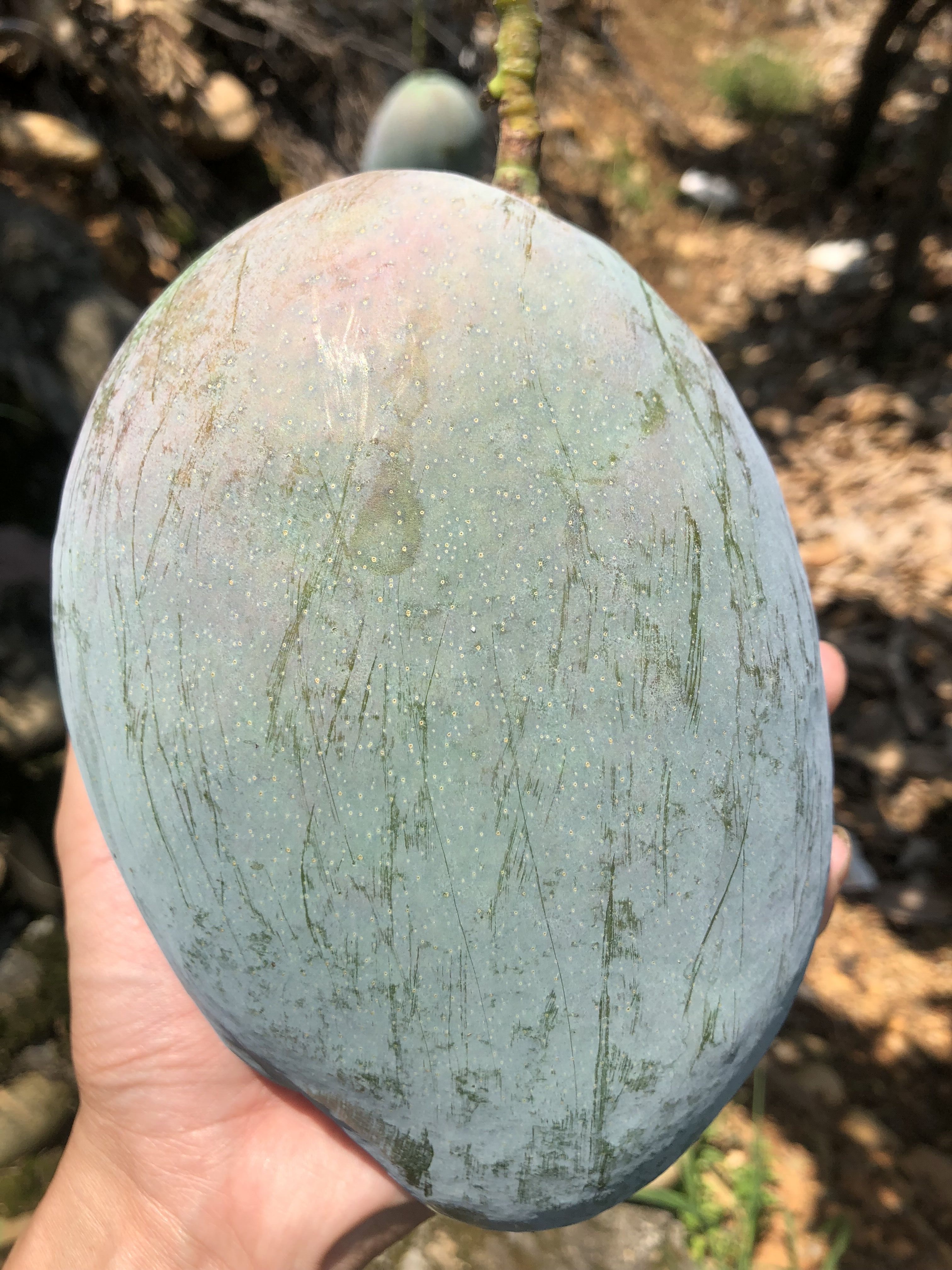 攀枝花大青芒凯特大芒果特大孕妇水果非贵妃芒金煌芒整箱10斤包邮
