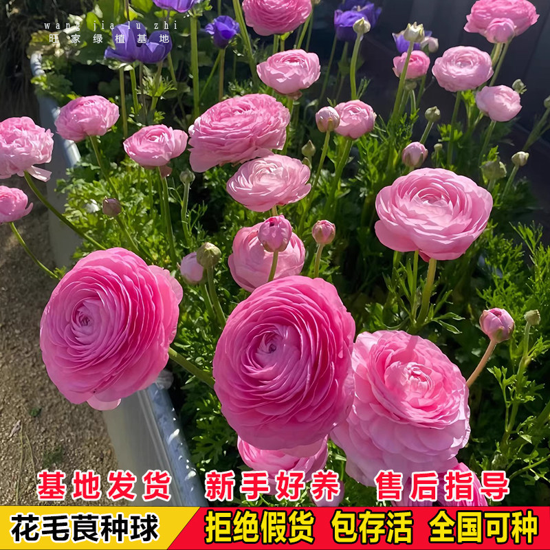 重瓣花毛茛种球带芽洋牡丹花苗花种子室内室外庭院盆栽花卉绿植物
