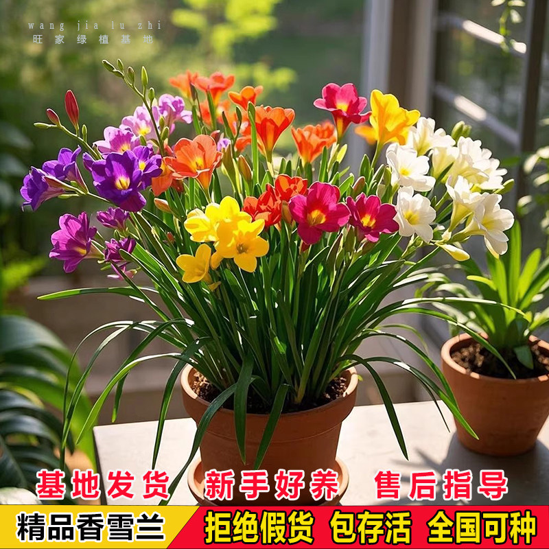 进口重瓣香雪兰种球小苍兰种子花卉阳台盆栽植物易活浓香型室内花