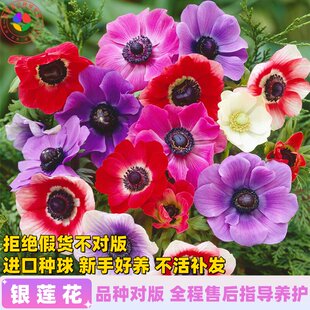 荷兰进口银莲花种球根阳台盆栽庭院地栽耐寒新手好养球根花卉植物