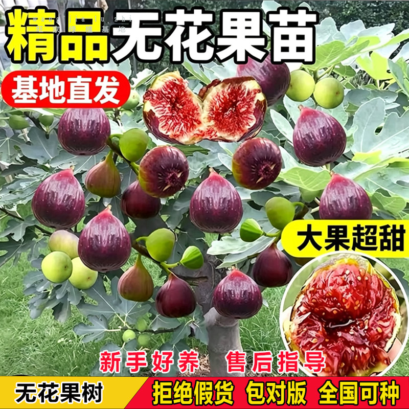 南北四季种植当年结果树苗
