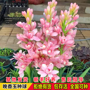 重瓣晚香玉种球根花苗夜来香多年生做切花卉阳台花盆栽地栽绿植物
