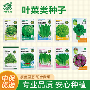 蔬菜种子青花菜苋菜鸡毛菜大白菜油麦菜空心菜茴香中蔬种业