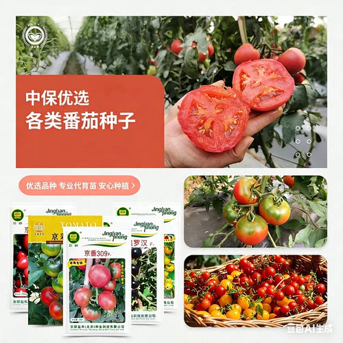 农科院番茄种子原味京采草莓西红柿普罗旺斯沙瓤牛排柿子蔬菜籽孑