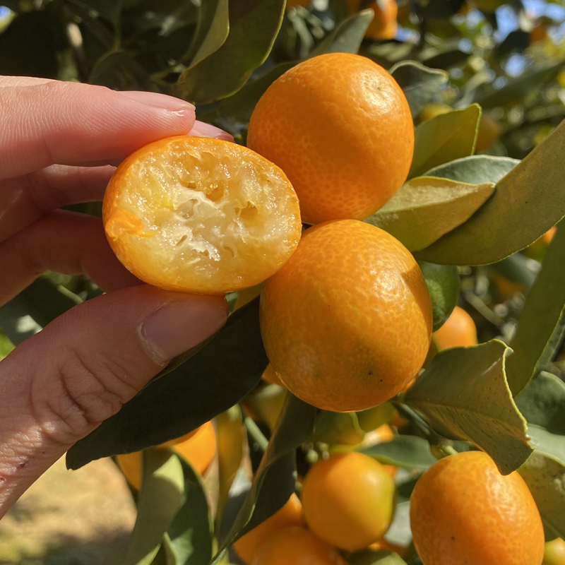 【咳嗽煮水喝】老品种新鲜黄皮小金桔酸甜麻皮油皮金钱橘熬膏泡酒