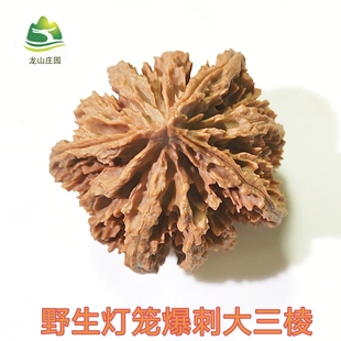 秦岭野生爆刺大三棱灯笼盘玩文玩按摩核桃一对