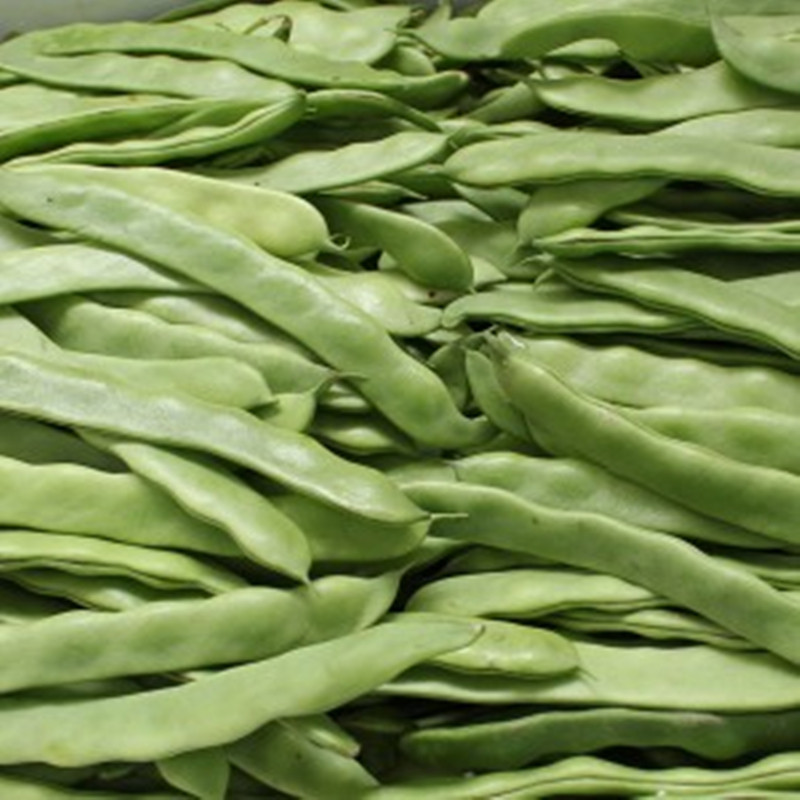 荷兰芸豆高产蔬菜种子包邮