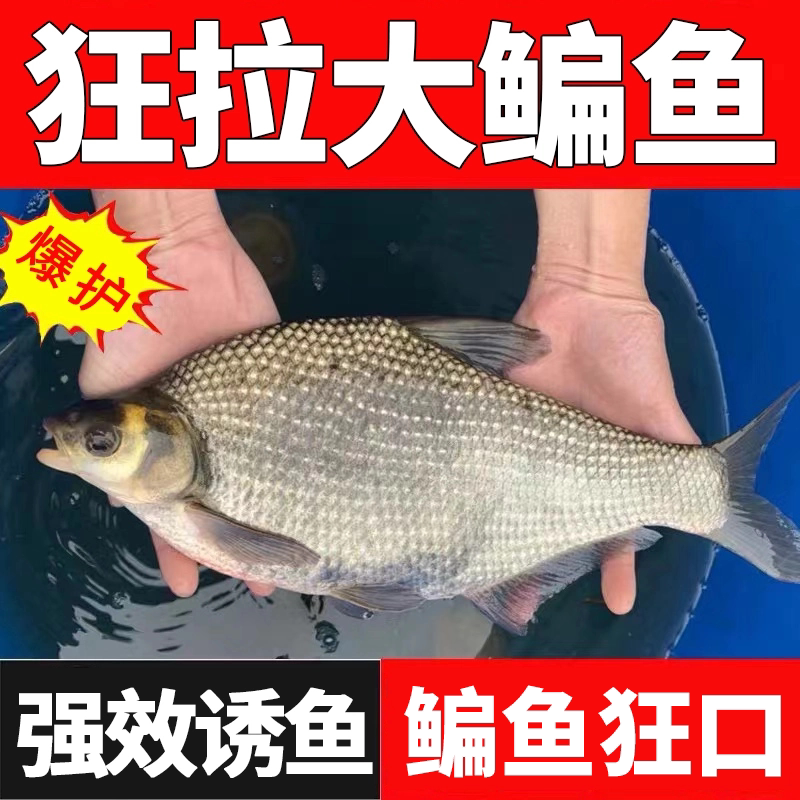 四季钓鳊鱼饵野钓专用鱼饵料鱼食黑坑草鱼野钓池塘专攻武昌鱼配方