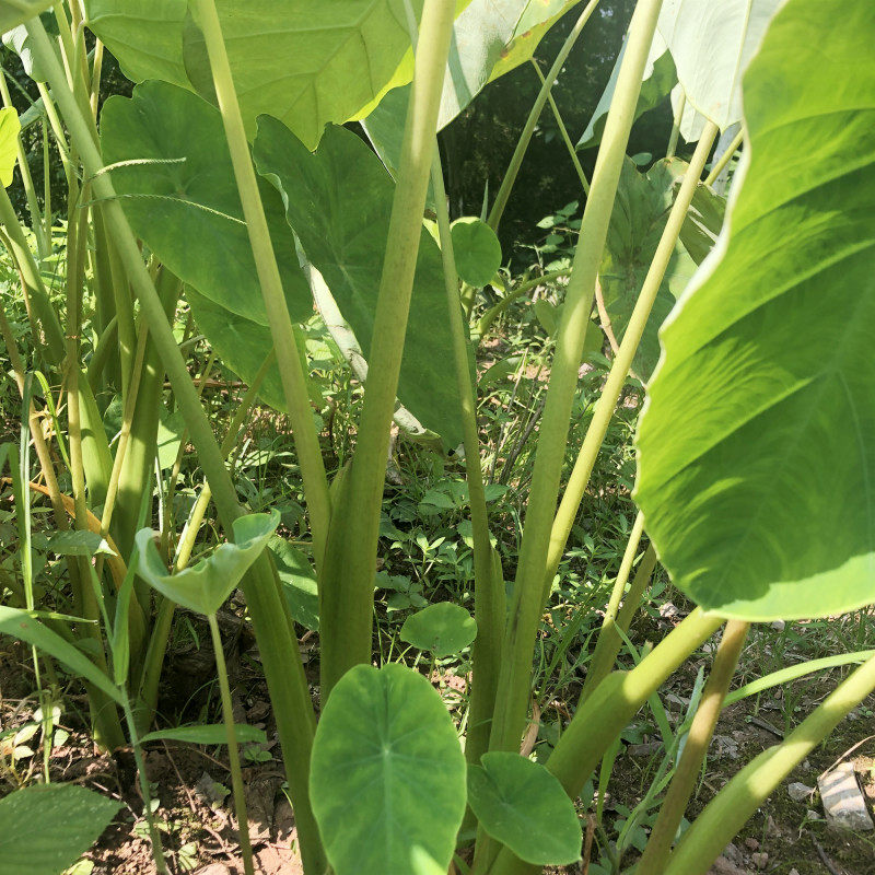 新鲜芋荷苗农家芋头苗芋禾苗现摘芋头梗苗绿植盆栽水芋干芋做酸菜