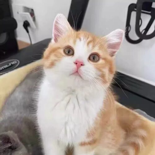 橘猫幼崽中华田园猫狸花猫纯黑猫白猫奶牛猫三花小可爱捕鼠猫活体