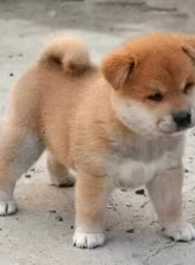 中华田园犬农村土狗小黄狗短毛