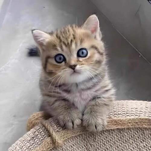 中华田园猫纯黑猫白猫橘猫幼崽狸花猫网奶牛三花猫活体猫宠物