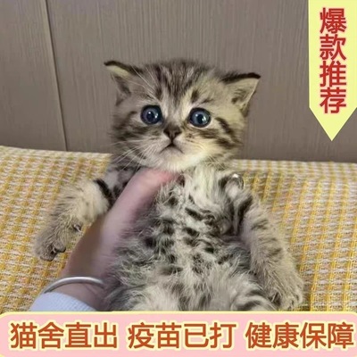 中华田园猫橘猫捕鼠猫狸花猫幼崽三花猫奶牛猫纯黑纯白家猫活体猫