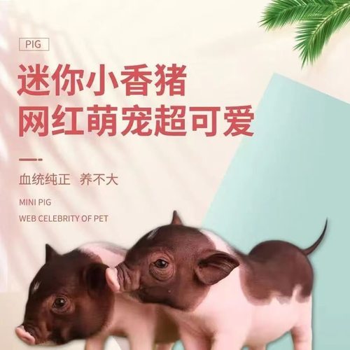 泰国小香猪宠物猪荷兰猪活体迷你宠物活物猪家养小型萌宠幼崽粉猪