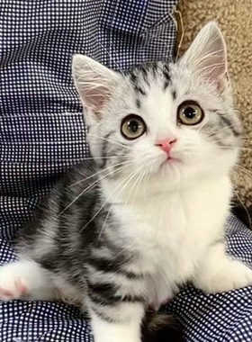 中华田园狸花猫捕鼠猫橘猫幼崽三花猫奶牛猫纯黑纯白家猫活体小猫