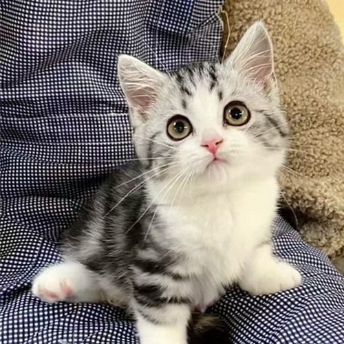 中华田园狸花猫捕鼠猫橘猫幼崽三花猫奶牛猫纯黑纯白家猫活体小猫