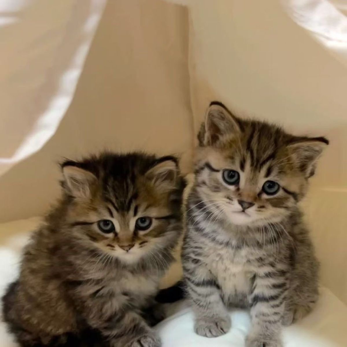 家养猫中华田园猫狸花猫活体纯黑其它宠物