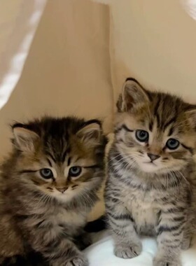 家养猫中华田园猫狸花猫活体纯黑猫白猫三花猫小可爱幼猫捕鼠猫