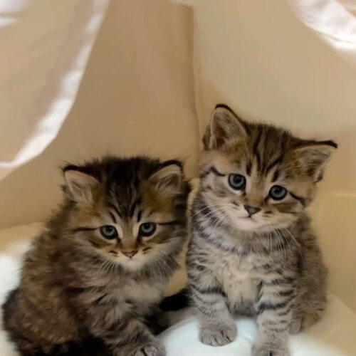 家养猫中华田园猫狸花猫活体纯黑猫白猫三花猫小可爱幼猫捕鼠猫