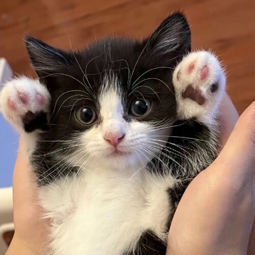 猫咪活物中华田园猫幼崽橘猫狸花猫黑猫玄猫奶牛猫活体幼猫捕鼠猫