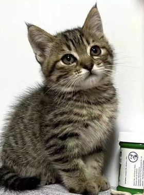 中华田园猫纯黑猫白猫橘猫幼崽狸花猫网奶牛三花猫活体猫宠物