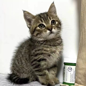 中华田园猫纯黑猫白猫橘猫幼崽狸花猫网奶牛三花猫活体猫宠物
