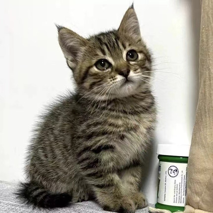 中华田园猫纯黑猫白猫橘猫幼崽狸花猫网奶牛三花猫活体猫宠物