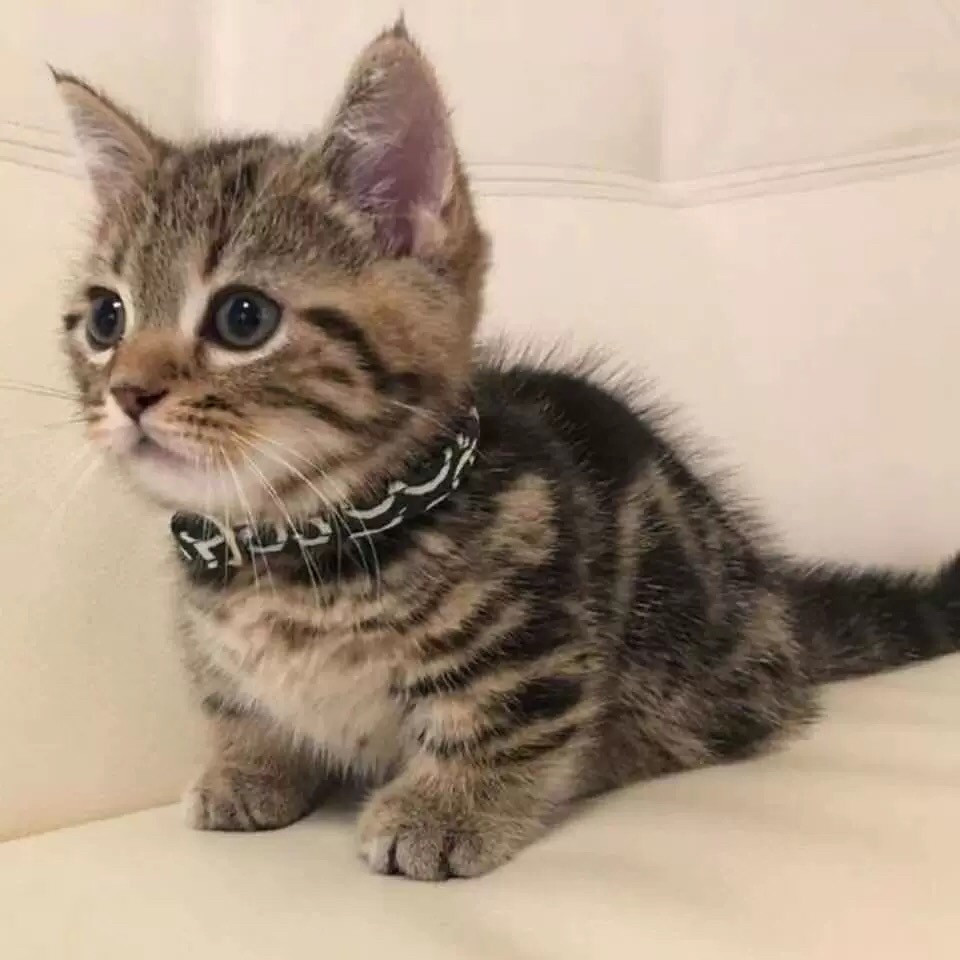 猫咪活物中华田园猫幼崽橘猫狸花畜牧/养殖技术服务