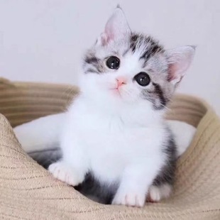 家养猫中华田园猫狸花猫活体纯黑猫白猫三花猫小可爱幼猫捕鼠猫