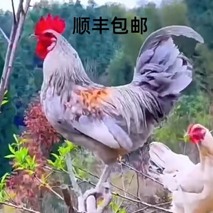 鸡蛋哥纯种鹊山鸡蛋受精蛋可孵化小鸡观赏鸡受精卵种 蛋新鲜包邮