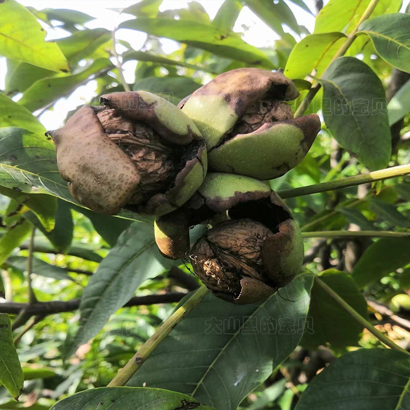 新鲜核桃2024年现摘老树核桃去青皮新鲜生核桃孕妇果原产地发货