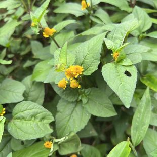 新鲜天文草苗纽扣草小铜锤雨伞草黄花苦草山骨皮新鲜散血草包邮