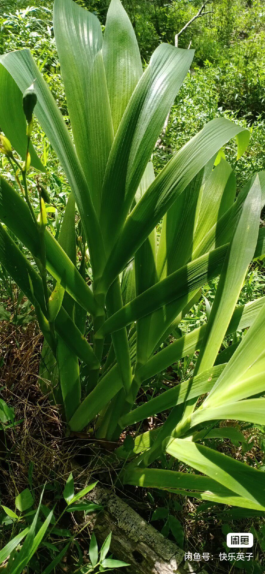 庭院别墅花园植物蓝花扁竹苗盆栽马兰花苗草本地栽多年生喜阴耐寒