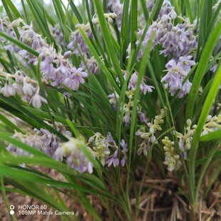 细叶麦冬玉龙草庭院绿化植物四季青麦冬草沿阶草耐阴苗木长麦冬草