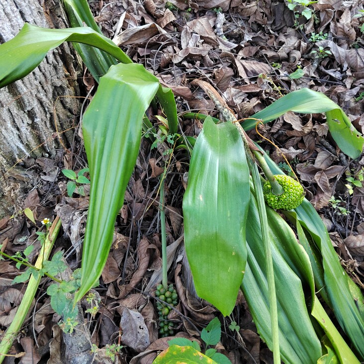 山区中药材 万年青根 开口剑开口箭 斩蛇剑 牛尾七 铁扁担 万年肥