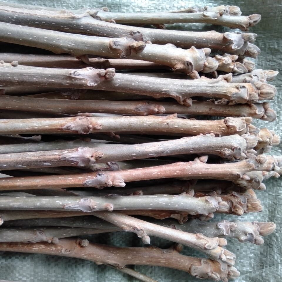 老核桃树枝 核桃枝煮鸡蛋 山核桃枝新鲜核桃枝可以用嫁接核桃枝条