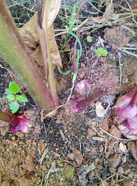 新鲜芭蕉芋农家现挖现发粗粮蕉芋旱藕盆栽美人蕉可栽淀粉块茎芋头