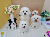 羊毛毡仿真狗狗定制 可制作各类猫猫狗狗…纯手工定制欢迎咨询