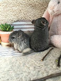 宠物龙猫活体龙猫幼崽 黑色银斑紫灰标灰龙猫宝宝自家繁殖可视频