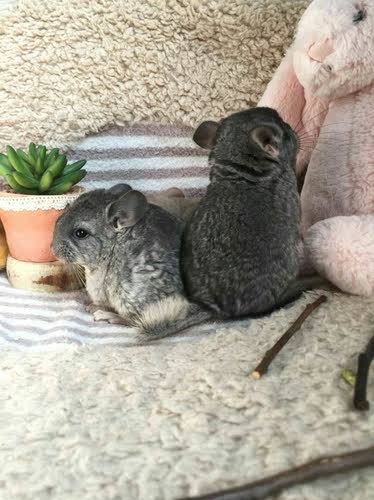 宠物龙猫活体龙猫幼崽 黑色银斑紫灰标灰龙猫宝宝自家繁殖可视频