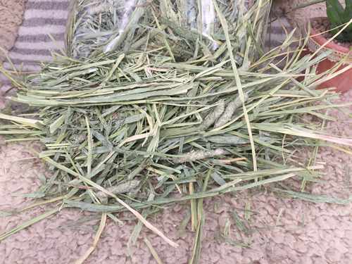 美国进口提草进口提摩西草一番二压兔子龙猫荷兰猪进口梯牧草