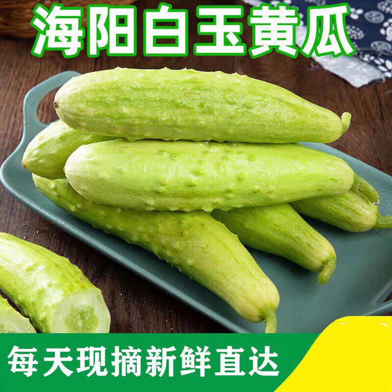 保绪山东海阳白玉黄瓜新鲜4.5斤装水果黄瓜脆嫩现摘现发