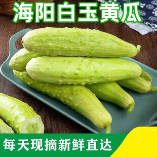 保绪山东海阳白玉黄瓜新鲜4.5斤装水果黄瓜脆嫩现摘现发