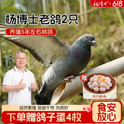 五年老鸽子2只杨博士皖南山林散养鸽子营养丰富炖汤美味放心